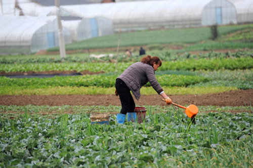 六盘水市钟山区大河镇的村民在菜地里劳作。