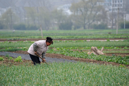 六盘水市钟山区大河镇的村民在菜地里劳作。