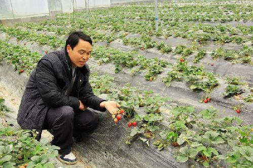 技术员在察看草莓的长势