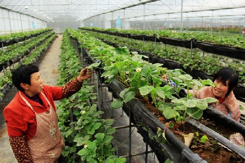 重庆黔江区:大棚草莓成熟上市早价格俏