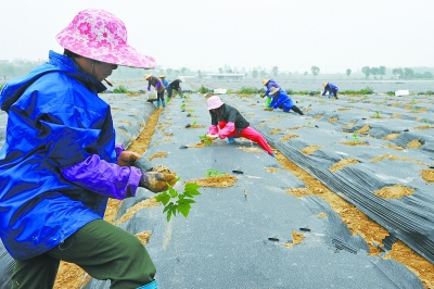 ƽ̶Ĵͳũҵɫ·ͼΪũֲľϡ