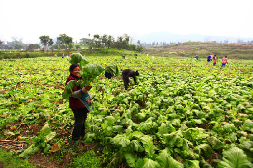 重庆丰都:十八万亩榨菜喜获丰收