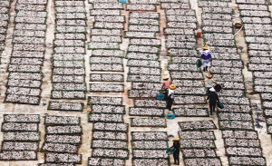 ���ϣ���æ�� ɹ��æ