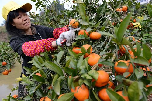 34գػʯϹ԰ũڲժ١