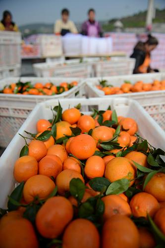 34գػʯϹ԰ũڷװ١