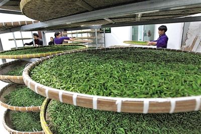 浙江温州各地早茶 开始批量上市