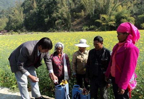 云南沧源自治县农业部门加强油菜后期田间管理