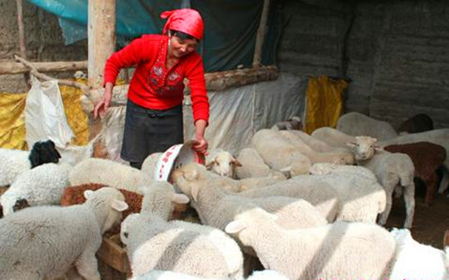 新疆兵团第四师七十四团“扶贫羊”喜产近千只致富羔