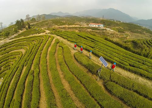 浙江义乌:党员服务茶农“零距离”