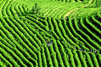 贵州:黔南州出台茶叶发展条例