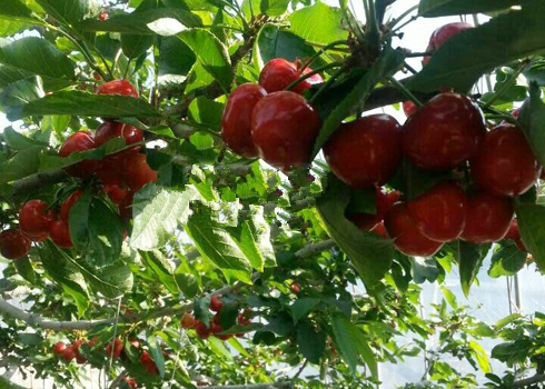 ߷Уӣҽժ߷ δ²ӣ2