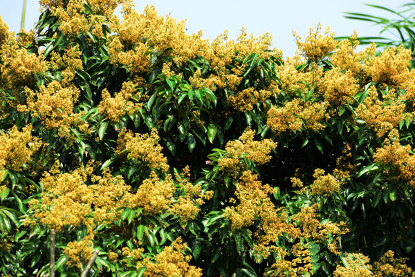 海南三亚亚龙湾热带天堂百果园荔枝龙眼树长势好