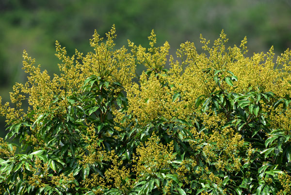 今年春季,三亚亚龙湾热带天堂森林旅游区百果园中的荔枝树、龙眼树鲜花盛开,长势喜人。