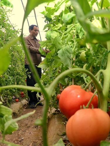 3月9日,抚宁县茶棚村一村民在大棚内给西红柿秧整枝。