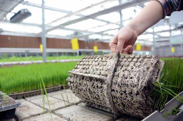 3ÔÂ9ÈÕ£¬ºÚÁú½¿ÑÇøËç±õÅ©³¡µÄÒ»ÃûÔ°ÇøÅ©Òµ¼¼ÊõÈËÔ±ÔÚ¹Û²ìË®µ¾ÑíÃçÅ̸ùÇé¿ö¡£