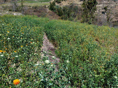 �����ٲף��غ컨������ٴ�С����ֲ�Ŀհ�