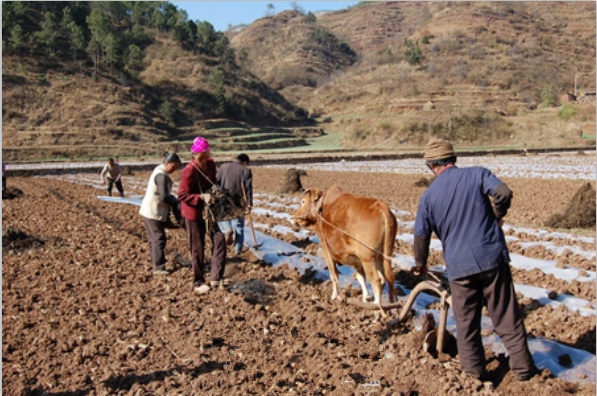 云南泸西县春耕备耕有序进行