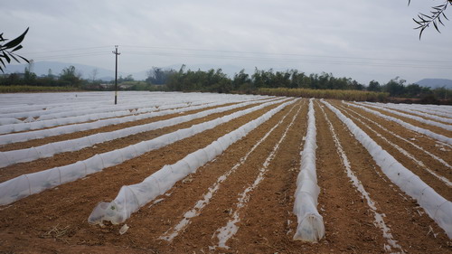 �������Ǹ��У��������������Ч���