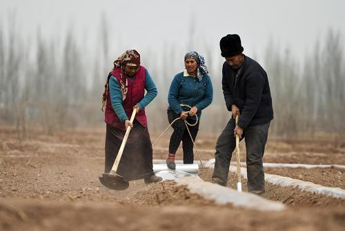 3月11日,新疆喀什地区疏附县萨依巴格乡农民艾山江一家在自家地里铺地膜。