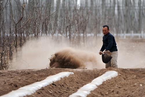 3月11日,新疆喀什地区疏附县萨依巴格乡农民库尔班江在自家地里翻地。