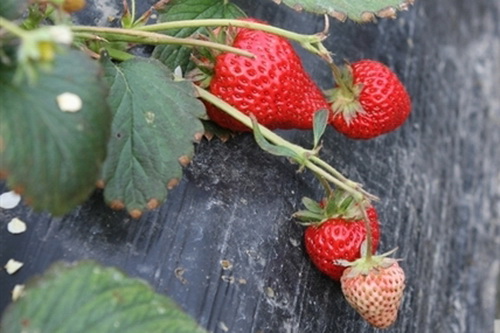 ũơݮظ˽ܣĿǰÿԼ200ݮժۼΪÿ3040Ԫ