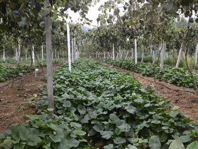 㽭л̽ɣ//԰䣨ףֺģʽ