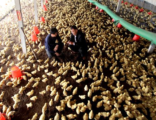 311գɽʡ˫ܩ츣ѼڣԱңֳָϵʹü