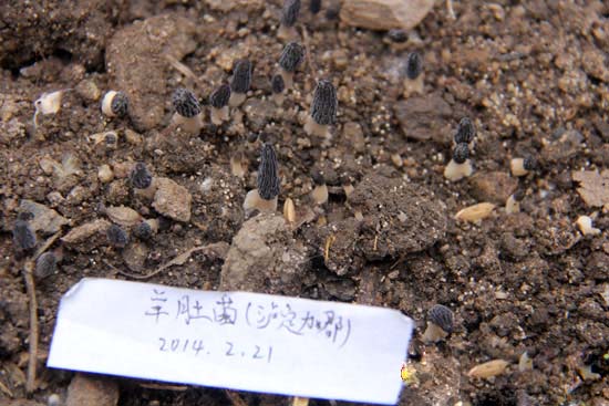 四川泸定县野生羊肚菌试种成功