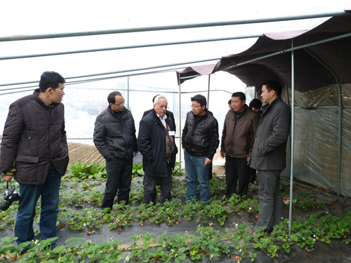 ���ո����Ȫ������ɫ�в�ݮר����������.���ɵ��ż���ָ����ݮ����