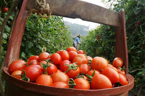 ������ɫʥŮ������