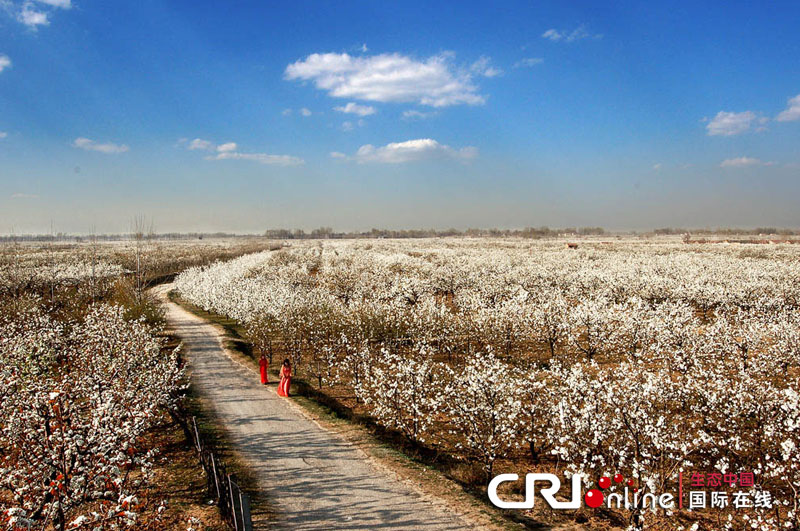 安徽砀山梨花竞相开 梨农掐花忙