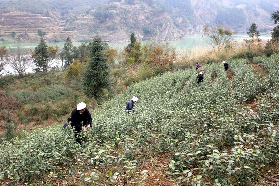 ���������紺�����Ϊ���ֻ�