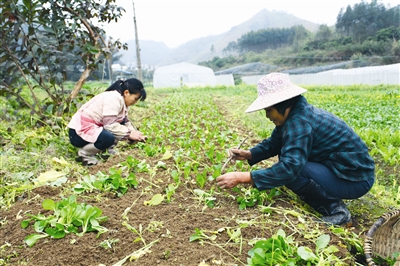 �������޹�����ֲ��ũ����