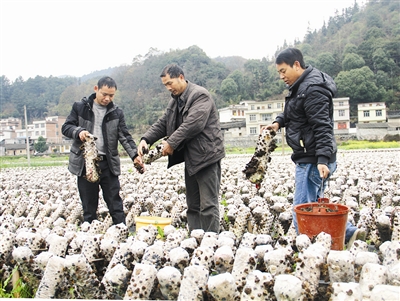 ϵľֲСͷ ũ񹤴ҵСͷ