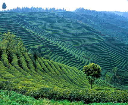 四川雅安名山区人均茶园面积全国第一 茶叶产量居第二位