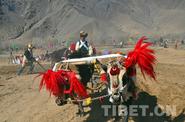 西藏古老“启耕节”里的新变化