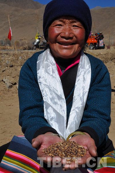 今年将大面积播种的更有经济价值的“黑青稞”种子
