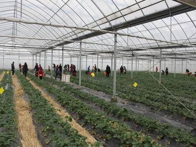 上海金山品牌草莓产销两旺