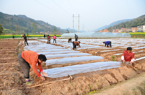 ������ƽ����Ĥ����+¢������ ��ֲ��ܵÿĶ��ֵ��6000��Ԫ