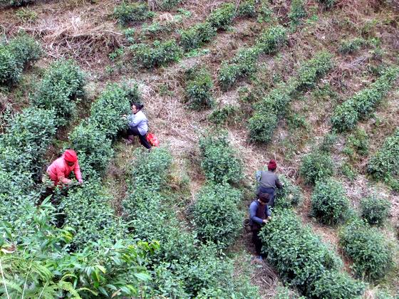 广西:三江春茶开采迎来第二次高峰