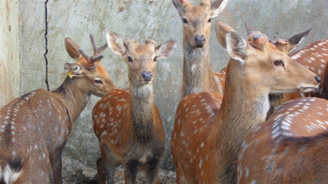 广西桂林:资源县发展生态特色养殖 助推农民增收