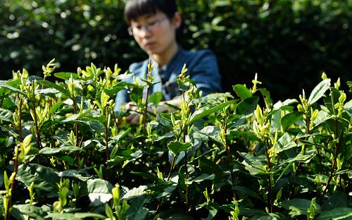 3��18�գ���ũ�ں�������������һ���������ڵĲ�԰���ժ�����ͷ�������������衣