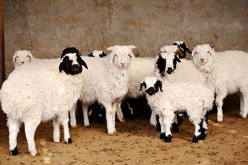 内蒙古巴彦淖尔市:草原牧民接羔育羔忙