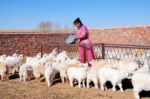 3月19日,内蒙古巴彦淖尔市乌拉特中旗温更镇哈日朝鲁嘎查牧民萨仁其其格给羊羔喂饲料。