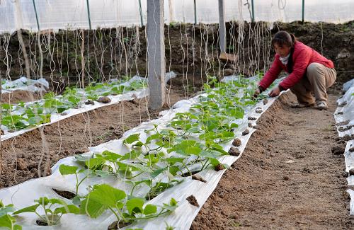 319գӱʡӼֶΰũҵũϴճ