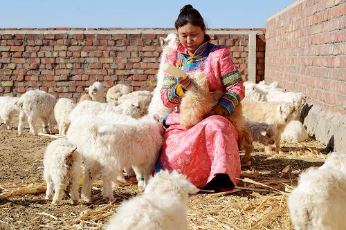 3月19日,内蒙古巴彦淖尔市乌拉特中旗温更镇哈日朝鲁嘎查牧民萨仁其其格给羊羔喂奶。