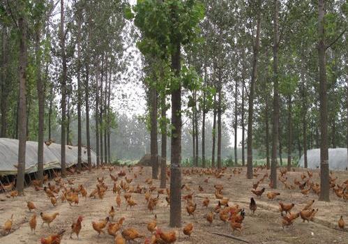 福建:智能鸡舍高科技养鸡