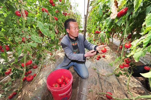 宁夏贺兰县:二维码溯源让群众买得放心吃得安心