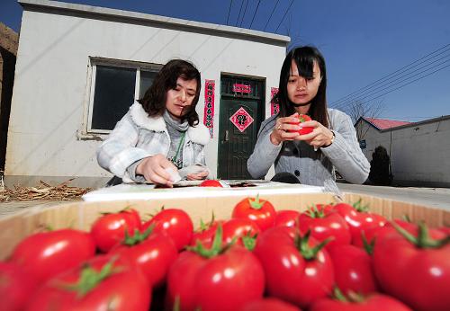 3月19日,在宁夏回族自治区贺兰县新平农业示范园区内,农技人员在给西红柿贴二维码。