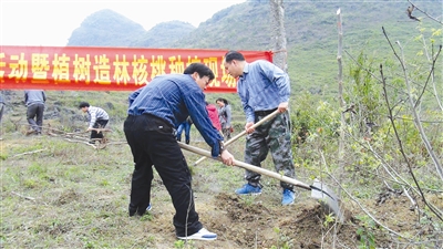 广西河池:栽下核桃树 敲开致富门